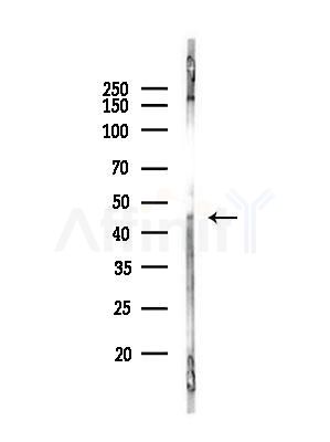 Phospho-Oxytocin Receptor (Thr235) Antibody - Western blot analysis of lysates from A375 cells(heat-shock,45min treatment), using Phospho-Oxytocin Receptor (Thr235) Antibody at 1/1000 dilution.