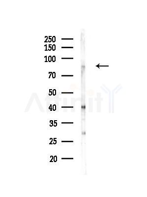 Phospho-TrkA /TrkB (Tyr785/Tyr816) Antibody - Western blot analysis of lysates from Mouse brain, using Phospho-TrkA /TrkB (Tyr785/Tyr816) Antibody at 1/1000 dilution.