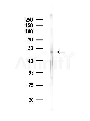 Phospho-FRA1 (Ser265) Antibody - Western blot analysis of lysates from Mouse brain, using Phospho-FRA1 (Ser265) Antibody at 1/1000 dilution.