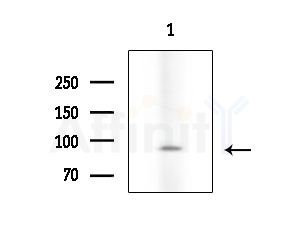Phospho-NUR77 (Ser351) Antibody - Western blot analysis of extracts from Mouse liver, using Phospho-NUR77 (Ser351) Antibody at 1/1000 dilution.
