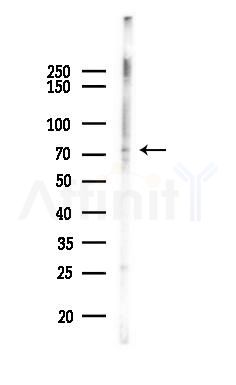 Phospho-NUR77 (Ser351) Antibody - Western blot analysis of lysates from Mouse liver, using Phospho-NUR77 (Ser351) Antibody at 1/1000 dilution.