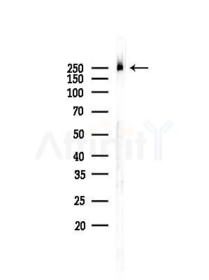 Phospho-CAD (Ser1859) Antibody - Western blot analysis of lysates from RAW264.