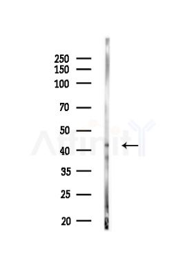 Phospho-TTF1 (Ser327) Antibody - Western blot analysis of lysates from Mouse testis, using Phospho-TTF1 (Ser327) Antibody at 1/1000 dilution.