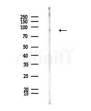 Phospho-VCP (Ser352) Antibody - Western blot analysis of lysates from Rat brain, using Phospho-VCP (Ser352) Antibody at 1/1000 dilution.