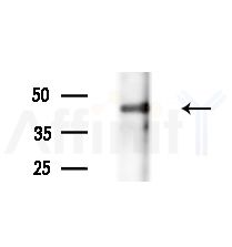 Phospho-FOXL2 (Ser238) Antibody - Western blot analysis of extracts from Mouse brain, using Phospho-FOXL2 (Ser238) Antibody at 1/1000 dilution.