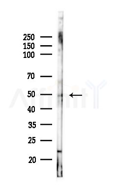 Phospho-FOXL2 (Ser238) Antibody - Western blot analysis of lysates from Mouse brain, using Phospho-FOXL2 (Ser238) Antibody at 1/1000 dilution.