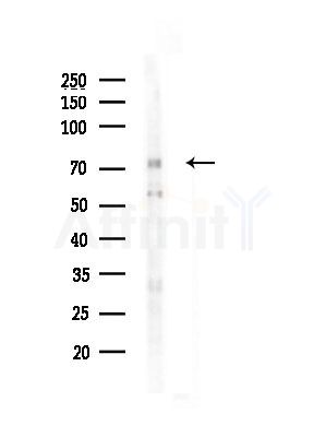 Phospho-PKC delta (Ser645) Antibody - Western blot analysis of lysates from RAW264.
