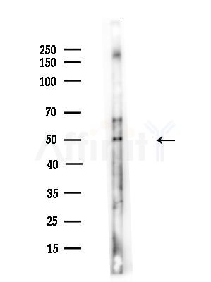 Phospho-CDC20 (Ser51) Antibody - Western blot analysis of lysates from A375 cells(LPS,4h treatment), using Phospho-CDC20 (Ser51) Antibody at 1/1000 dilution.