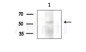Phospho-CD226/DNAM-1 (Ser329) Antibody - Western blot analysis of lysates from Mouse testis, using Phospho-CD226/DNAM-1 (Ser329) Antibody at 1/1000 dilution.