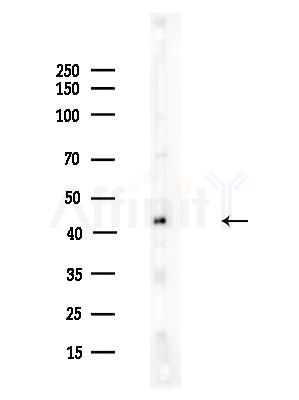 Phospho-MERIT40 (Ser29) Antibody - Western blot analysis of lysates from A375 cells(LPS,4h treatment), using Phospho-MERIT40 (Ser29) Antibody at 1/1000 dilution.