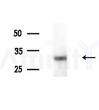 Phospho-NudC (Ser326) Antibody - Western blot analysis of extracts from various samples, using Phospho-NudC (Ser326) Antibody at 1/1000 dilution.