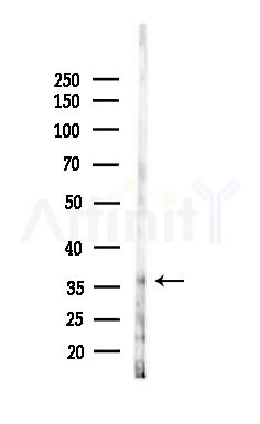 Phospho-NudC (Ser326) Antibody - Western blot analysis of lysates from HepG2 cells(heat-shock,45min treatment), using Phospho-NudC (Ser326) Antibody at 1/1000 dilution.