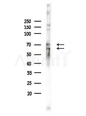 Phospho-ATF6 (Thr166) Antibody - Western blot analysis of lysates from Mouse brain, using Phospho-ATF6 (Thr166) Antibody at 1/1000 dilution.