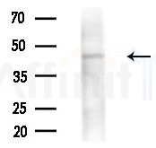 NAKED2 Antibody - Western blot analysis of extracts from COLO205 cells(heat-shock treatment), using NAKED2 Antibody at 1/1000 dilution.