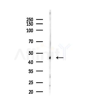 RAD52 Antibody - Western blot analysis of lysates from B16F10-LUC cells(heat-shock,45min treatment), using RAD52 Antibody at 1/1000 dilution.
