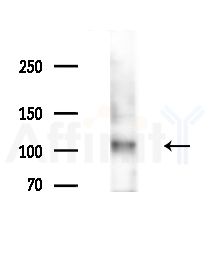 PPIG Antibody - Western blot analysis of extracts from HepG2 cells(starvation,24h treatment), using PPIG Antibody at 1/1000 dilution.