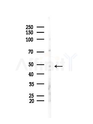 Smad5 Antibody - Western blot analysis of lysates from Mouse testis, using Smad5 Antibody at 1/1000 dilution.