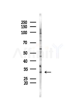 SIRT3 Antibody - Western blot analysis of lysates from Mouse testis, using SIRT3 Antibody at 1/1000 dilution.