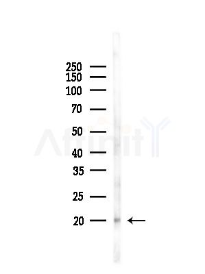 IL4 Antibody - Western blot analysis of lysates from RAW264.
