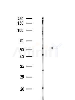 BMP3 Antibody - Western blot analysis of lysates from HUVEC cellsLPS, using BMP3 Antibody at 1/1000 dilution.
