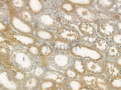 AQP5 Antibody - AF5169 at 1/100 staining human normal kidney tissue by IHC-P.