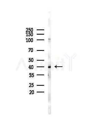 PAI 2 Antibody - Western blot analysis of lysates from Rat brain, using PAI 2 Antibody at 1/1000 dilution.