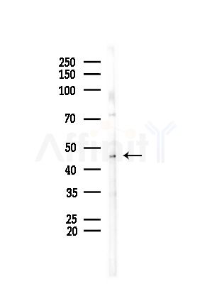 PAI 2 Antibody - Western blot analysis of lysates from Mouse testis, using PAI 2 Antibody at 1/1000 dilution.