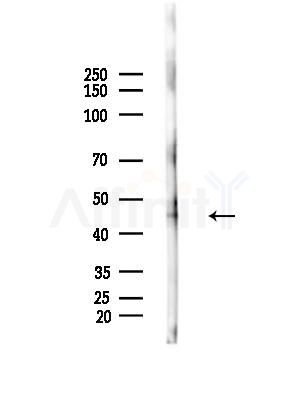 RUNX3 Antibody - Western blot analysis of lysates from Rat brain, using RUNX3 Antibody at 1/1000 dilution.
