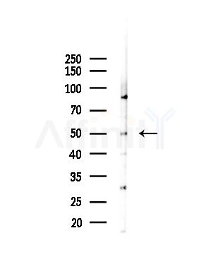 BMP7 Antibody - Western blot analysis of lysates from Mouse liver, using BMP7 Antibody at 1/1000 dilution.