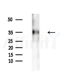 AQP0 Antibody - Western blot analysis of extracts from HepG2 cells(starvation,24h treatment), using AQP0 Antibody at 1/1000 dilution.