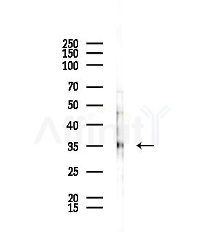AQP0 Antibody - Western blot analysis of lysates from HepG2 cells(starvation,24h treatment), using AQP0 Antibody at 1/1000 dilution.