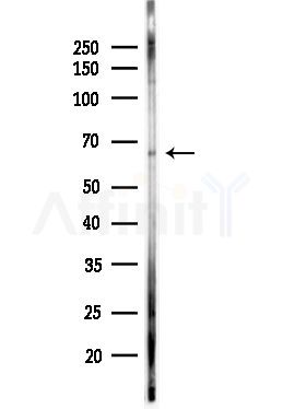 BMP6 Antibody - Western blot analysis of lysates from Hela cells(starvation,24h treatment), using BMP6 Antibody at 1/1000 dilution.