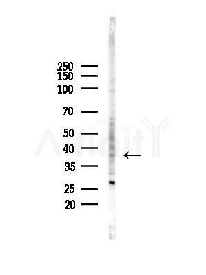 PRLHR Antibody - Western blot analysis of lysates from Rat brain, using PRLHR Antibody at 1/1000 dilution.