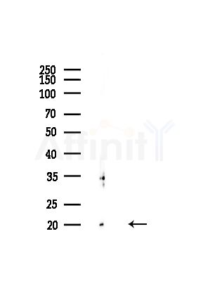 Claudin 5 Antibody - Western blot analysis of lysates from Mouse brain, using Claudin 5 Antibody at 1/1000 dilution.