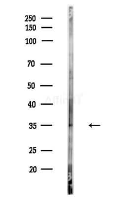 AQP3 Antibody - Western blot analysis of lysates from Mouse testis, using AQP3 Antibody at 1/1000 dilution.