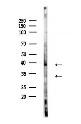 AQP3 Antibody - Western blot analysis of lysates from Hela cells(heat-shock,45min treatment), using AQP3 Antibody at 1/1000 dilution.