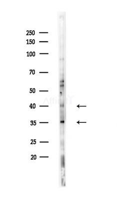 AQP3 Antibody - Western blot analysis of lysates from A375 cells(LPS,4h treatment), using AQP3 Antibody at 1/1000 dilution.