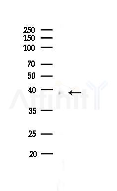 Cleaved-Caspase 9 (Asp353) Antibody - Western blot analysis of lysates from HepG2 cells(heat-shock,45min treatment), using Cleaved-Caspase 9 (Asp353) Antibody at 1/1000 dilution.