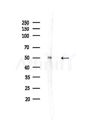 hnRNP H Antibody - Western blot analysis of lysates from Rat testis, using hnRNP H Antibody at 1/1000 dilution.