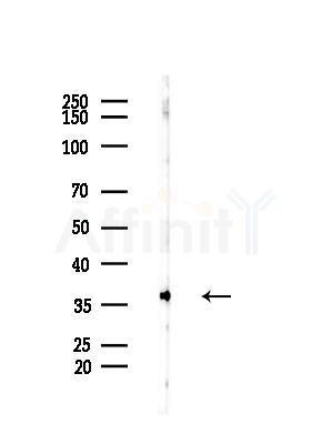 BUB3 Antibody - Western blot analysis of lysates from B16F10-HUC(heat-shock treatment), using BUB3 Antibody at 1/1000 dilution.