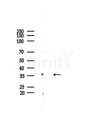BUB3 Antibody - Western blot analysis of lysates from HepG2 cells(starvation treatment), using BUB3 Antibody at 1/1000 dilution.
