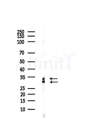 hnRNP C1/C2 Antibody - Western blot analysis of lysates from HepG2 cells(starvation treatment), using hnRNP C1/C2 Antibody at 1/1000 dilution.