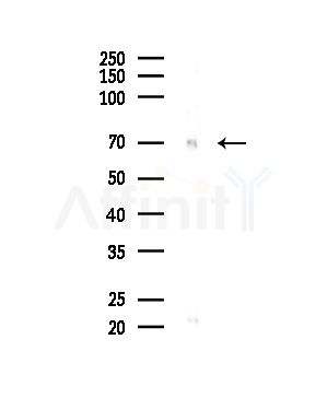 Keap1 Antibody - Western blot analysis of lysates from HepG2 cells, using Keap1 Antibody at 1/1000 dilution.