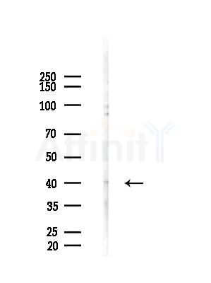 hnRNP A1 Antibody - Western blot analysis of lysates from B16F10-HUC(heat-shock treatment), using hnRNP A1 Antibody at 1/1000 dilution.