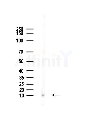 NDUFA4 Antibody - Western blot analysis of lysates from Mouse liver, using NDUFA4 Antibody at 1/1000 dilution.