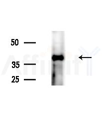 DUSP1/MKP1 Antibody - Western blot analysis of extracts from B16F10-LUC cells(heat-shock,45min treatment), using DUSP1/MKP1 Antibody at 1/1000 dilution.