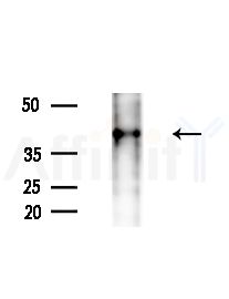 DUSP1/MKP1 Antibody - Western blot analysis of extracts from Mouse liver, using DUSP1/MKP1 Antibody at 1/1000 dilution.