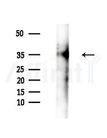 DUSP1/MKP1 Antibody - Western blot analysis of extracts from HepG2 cells(starvation,24h treatment), using DUSP1/MKP1 Antibody at 1/1000 dilution.