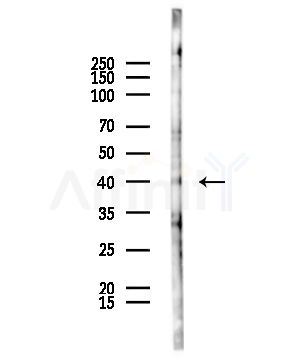 DUSP1/MKP1 Antibody - Western blot analysis of lysates from HepG2 cells(starvation,24h treatment), using DUSP1/MKP1 Antibody at 1/1000 dilution.