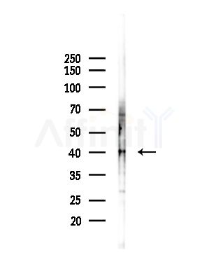 DUSP1/MKP1 Antibody - Western blot analysis of lysates from Mouse liver, using DUSP1/MKP1 Antibody at 1/1000 dilution.